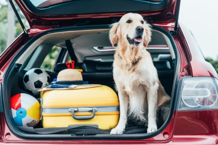 equipaje-mascotas-balearia.jpg